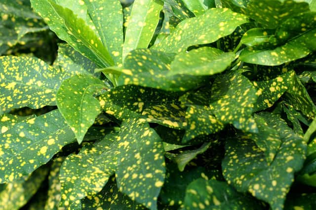 Aucuba japonica, gold dust plant or spotted laurel.