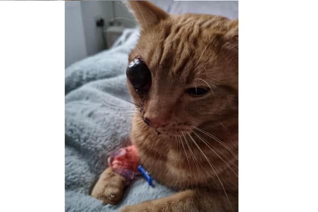 Barney the cat from Denmead after the incident