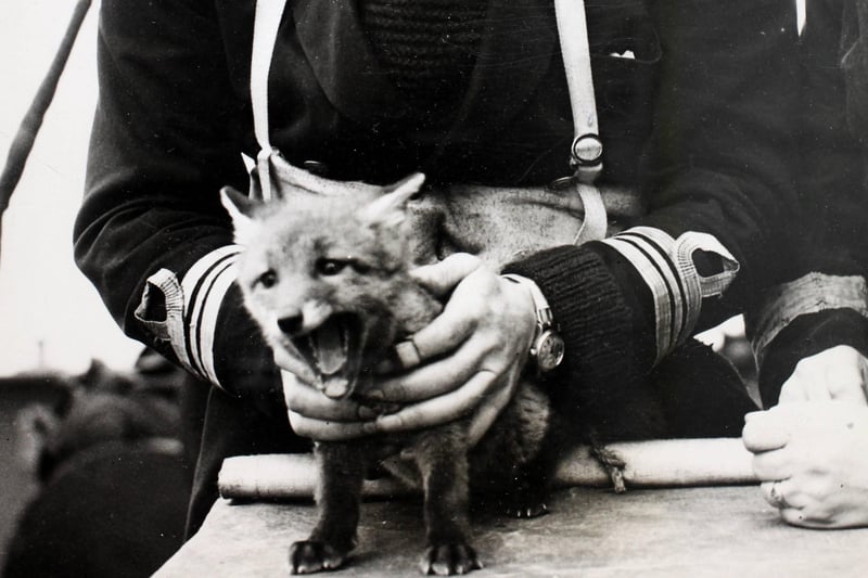Charles James, a pet baby fox, the mascot of a minesweeper who has been adopted by the crew, World War II. Minelayers are one of the most important units of the Royal Navy, every day they carry out the dangerous work of laying mines to foil enemy shipping. These vessels and their crews are seldom in the news, but nevertheless their job entail great risks, as much as any in the services. Often when carrying out operations they have to contend with Nazi mines besides the attacks from the enemy aircraft.  (Photo by George W. Hales/Fox Photos/Hulton Archive/Getty Images)
