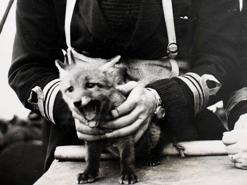 Charles James, a pet baby fox, the mascot of a minesweeper who has been adopted by the crew, World War II. Minelayers are one of the most important units of the Royal Navy, every day they carry out the dangerous work of laying mines to foil enemy shipping. These vessels and their crews are seldom in the news, but nevertheless their job entail great risks, as much as any in the services. Often when carrying out operations they have to contend with Nazi mines besides the attacks from the enemy aircraft.  (Photo by George W. Hales/Fox Photos/Hulton Archive/Getty Images)