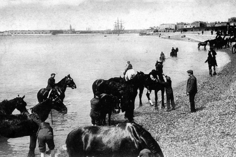 Horses having a morning dip at Southsea beach circa 1910.