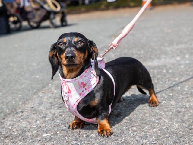 The Denmead Horticultural Society held their 73rd Village Show on saturday afternoon, with various live music acts, Punch & Judy, food and entertainment for all the family.
Pictured - Luna the Sausage
Photos by Alex Shute