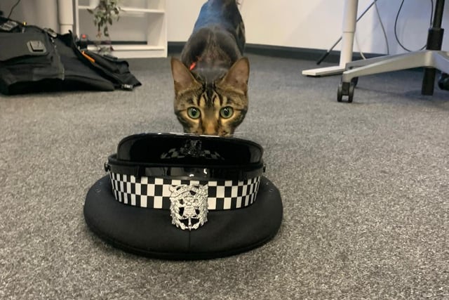 Tilly the cat was a regular visitor to Gosport Police Station.