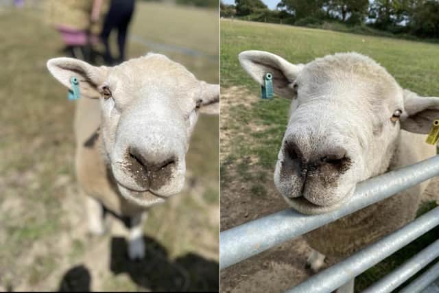 Larry the sheep has been stolen from a holding in Emsworth. His owners from Waterlooville has offered a £1,000 reward for his safe return