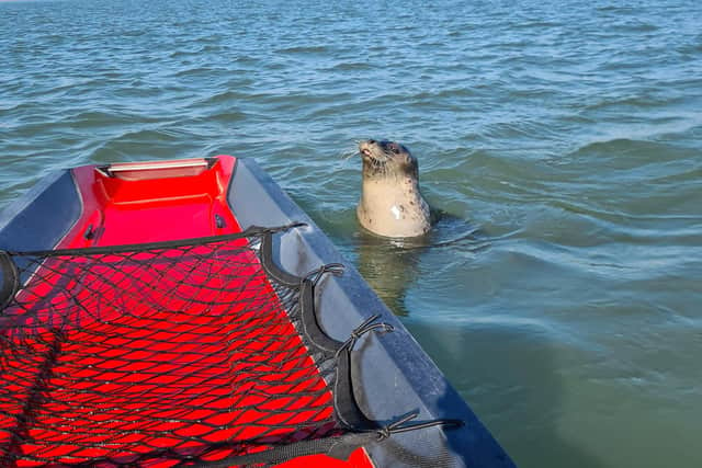 Kevin Watkins met a seal out training in Langstone Harbour recently.
