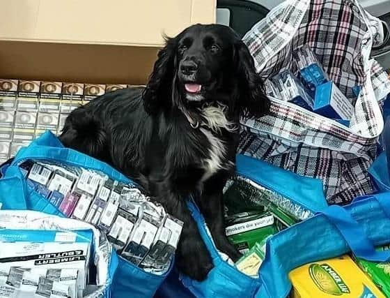 George alongside seized illegal vapes and tobacco. Image: Hampshire County Council
