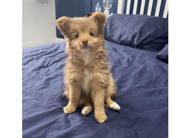 Coco is such a cutie. Thank you Leah Durrant for sending this picture in.