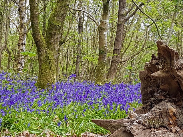 Beauty in Life and Decay by Sue Robb, taken at Hundred Acre Woods