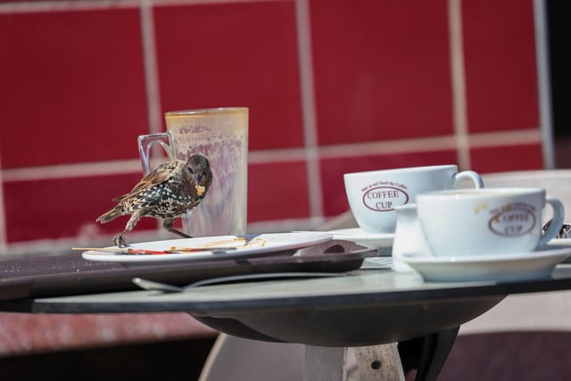The birds were enjoying the left overs at the Coffee Cup in Southsea. Picture: Alex Shute