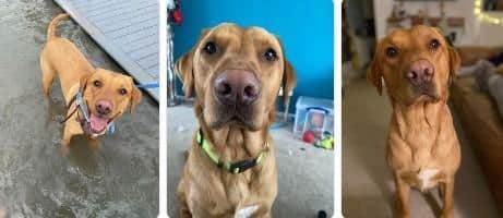 Missing Southsea dog Roger. Pic supplied