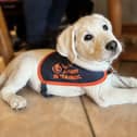Buddy is an autism assistance dog currently in training