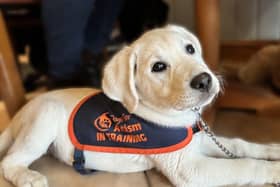 Buddy is an autism assistance dog currently in training