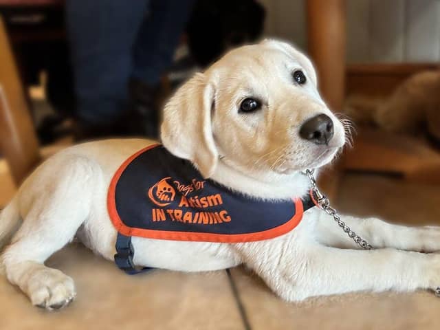 Buddy is an autism assistance dog currently in training