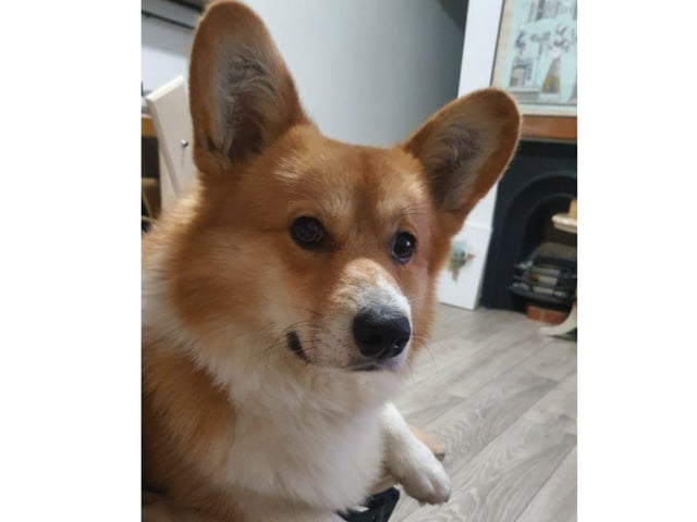 Chris Collins has shared this adorable picture of Bailey.
