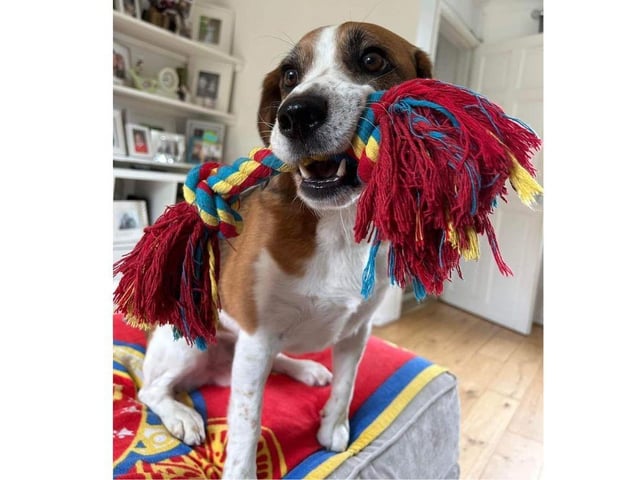 Winston is a lively and lovely 6 year old Beagle. Everyone thinks he is younger as he is very busy. Winston needs more work on socialising and is vocal when seeing dogs and people on walks. He does pull on the lead but this can be worked on. He can get spooked with new noises but will settle.
He has loved his Beagle meets and trips to enclosed fields.
Winston is good with respectful children and has met children from 6 years. He does take himself away when he has had enough.
Winston is affectionate and quickly decides who his person is. He can be protective when out walking and doesn’t like other dogs approaching. He will happily chase a ball and play all day.
Adoption fee is £425 and for more information go to the charity's website.
