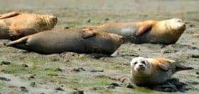 SEALS OF LANGSTONE HARBOUR