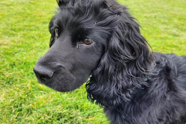 Bailey