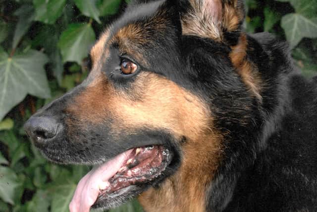 Bob Hind's late German shepherd, Duncan (Duncandoons).
