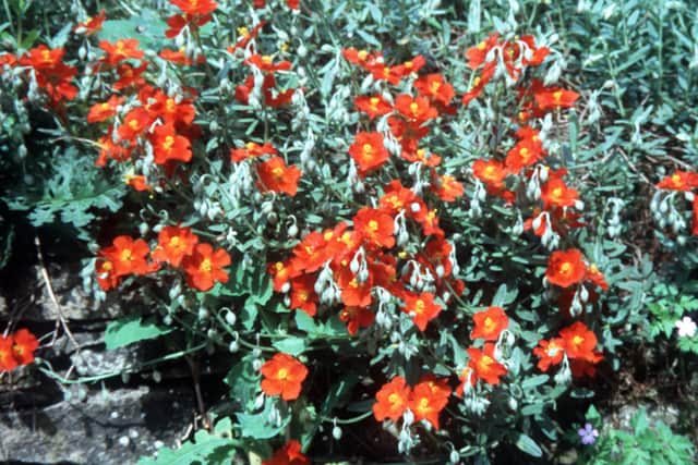 Helianthemum.
