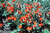 Helianthemum.