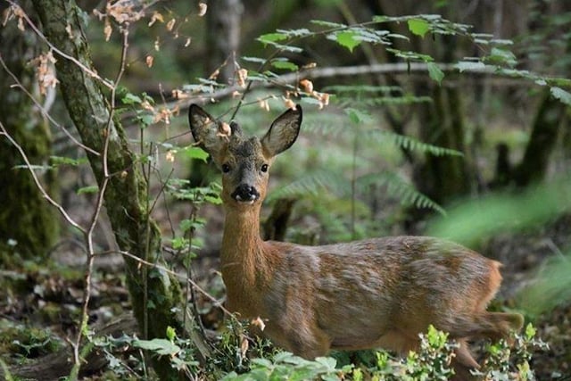 A deer in the New Forest National Park.