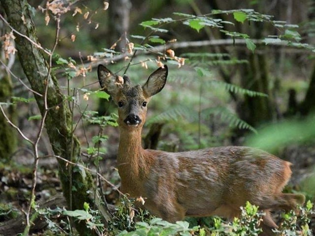 A deer in the New Forest National Park.