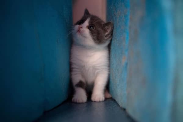 A new black and white kitten who likes to hide has come to the Canavans' home. Picture by STR/AFP via Getty Images