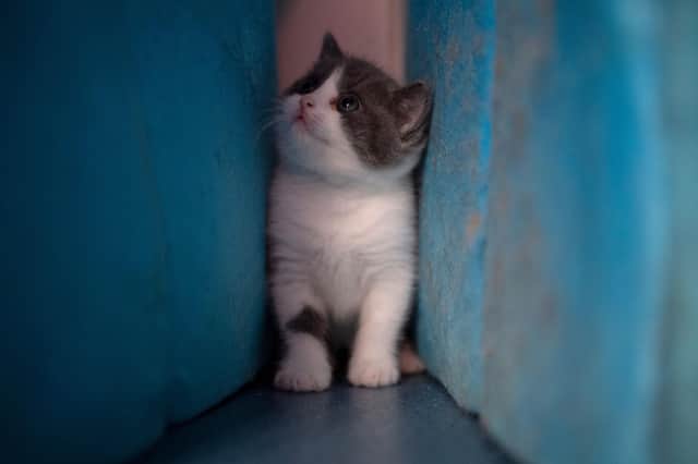 A new black and white kitten who likes to hide has come to the Canavans' home. Picture by STR/AFP via Getty Images