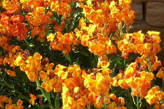 Cut off leaves on wallflowers which have powdery mildew.
