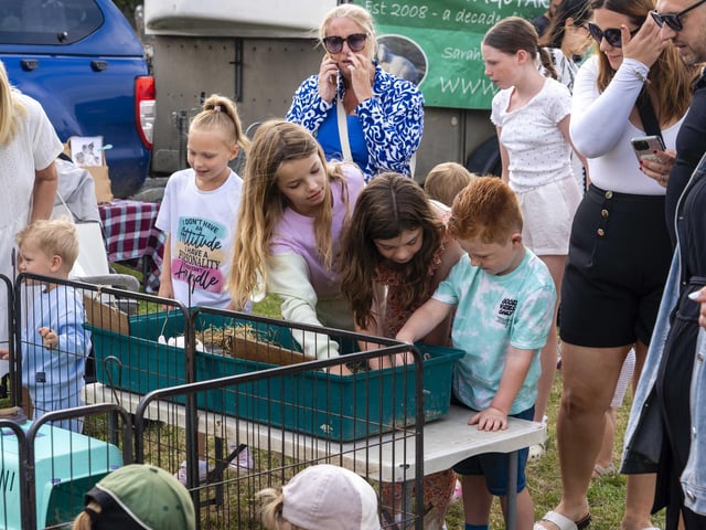 Animal petting at Portchester Gala in Portchester Castle on August 3