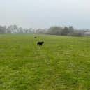 Plans for a dog park have been approved in Titchfield