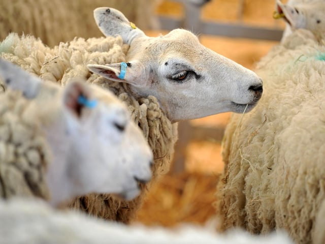 Prized sheep