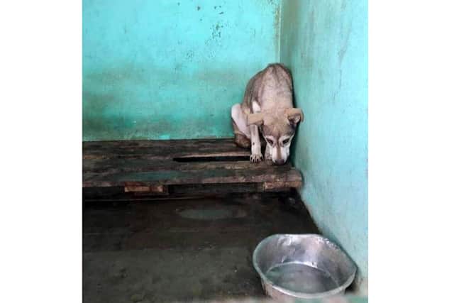 Kill shelter dog Alin looking for rescue home.