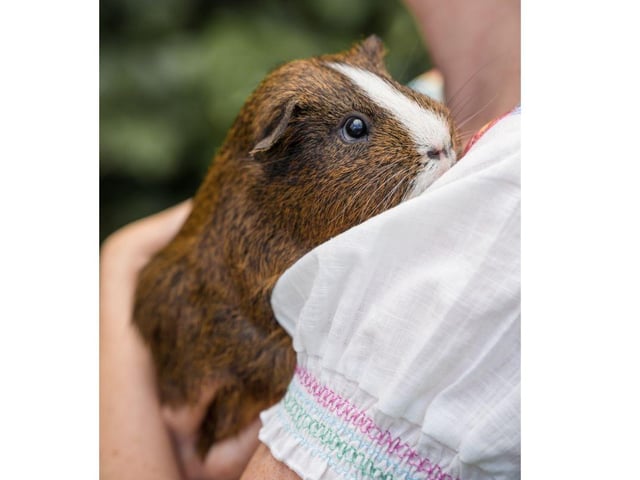Wellington is 2 years old and was surrendered as he was thought to be aggressive and not getting on with another Guinea Pig. Unfortunately it’s all too common for people to be told their guinea pigs are aggressive and can’t be bonded with another guinea pig, when really they are showing normal bonding behaviour. Luckily for Wellington, he bonded well with one of Amanda's boys and they have lived happily together for the past few years and actually Wellington is the most chilled guinea pig she has ever had.