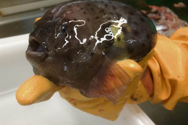 An example of an adult lumpsucker fish Picture: University of Portsmouth.