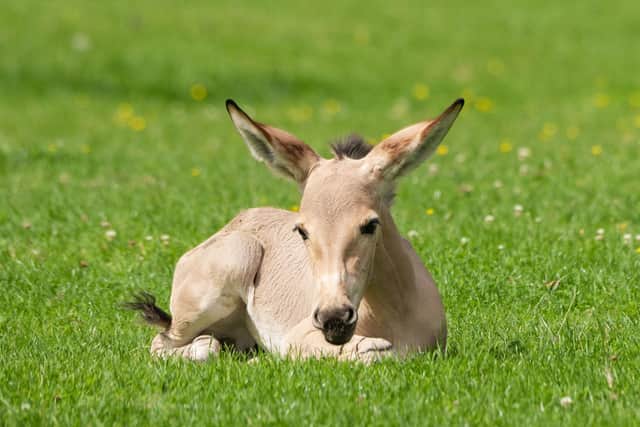 Marwell Zoo has welcomed the birth of an African wild ass foal.