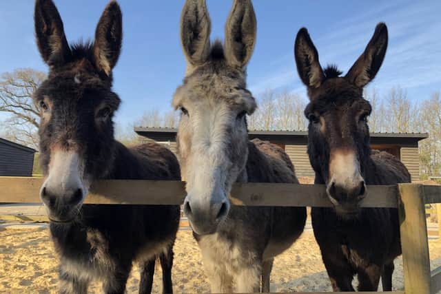 Hayling Island Donkey Sanctuary has put out a plea for help as the centre has been closed to the public due to the coronavirus pandemic