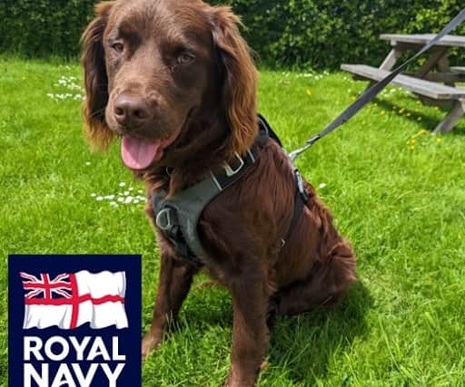 Service Dogs UK are holding a competition to see which dog will raise the most amount of funds which will go back into the charity. 
Pictured: Bracken