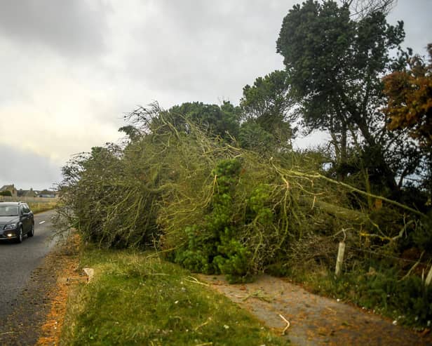 The aftermath of Storm Arwen  Picture: Peter Summers/Getty Images