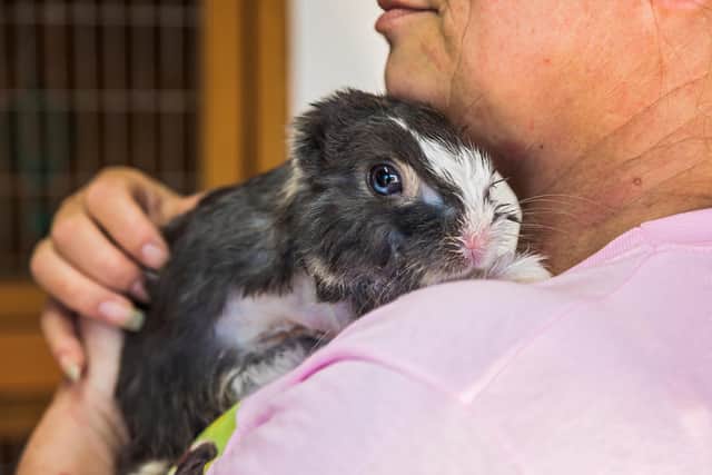 Rescue rabbit Duke enjoys a cuddle from carer Michelle Lawson, safe now after arriving with a crushed leg and missing ears. Picture: Mike Cooter (200721)