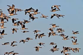 Brent geese. Picture: Ian Cameron-Reid, Hampshire & Isle of Wight Wildlife Trust