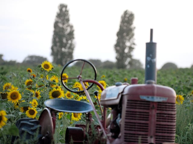 Sam's Sunflowers in Hayling Island is the perfect summer destination where the family can get together and pick their own sunflowers and wildflowers from the field, before enjoying
Picture: Sarah Standing (300723-9996)