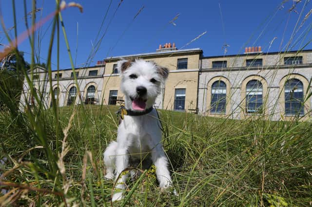 Gooseberry, a 10-month-old Parson Russell Terrier, at The Kennels, the venue for Goodwoof