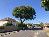 Fareham Borough Council Tpo 792 24 Southways Oak T1 (6)