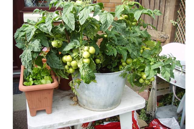 How you can grow your own tomatoes in a small space. Picture Goff Gleadle