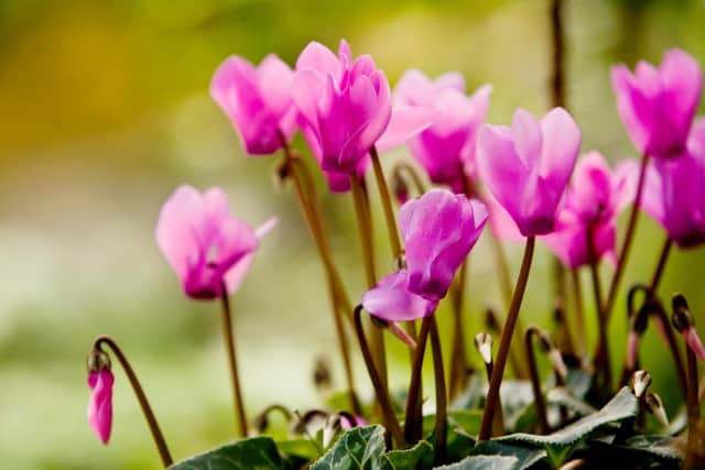 Some like it cold - cyclamen certainly do. Picture: PA