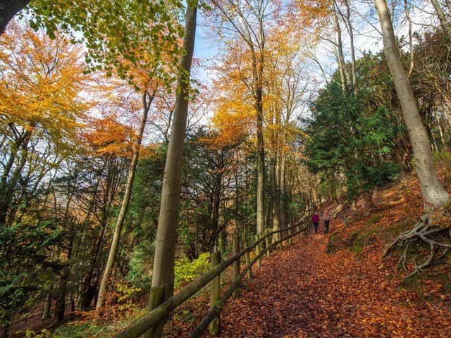 There is nothing better than a fantastic autumn walk with all the family - and we are blessed with so many to choose from in the area, including a visit to Queen Elizabeth Country Park just off the A3 north of Clanfield which also has cycle trails, a park, an obstacle course and (of course) a cafe.