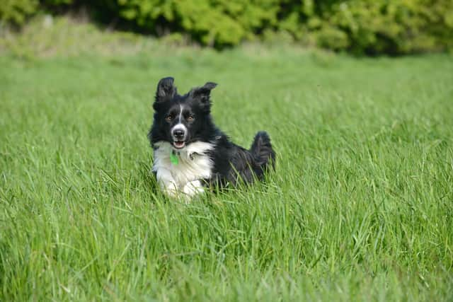 A border collie