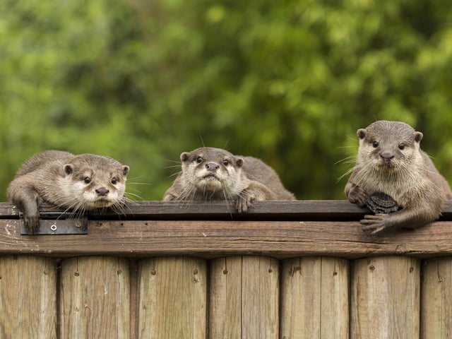 The otter enclosure is a must see. These adorable creatures are very family orientated and have a bond with their relatives.