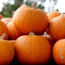 Stoke Fruit Farm in Hayling Island, have a fantastic display of pumpkins which can be seen and purchased ready in time for Halloween. 
Picture: Sarah Standing (101023-1802)